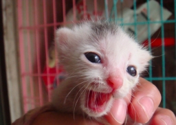 cattycat