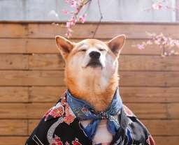 tuchuan