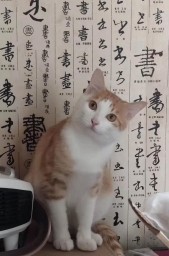 christinegu