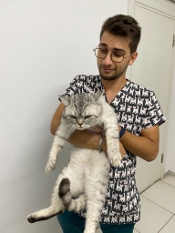 handsomevet