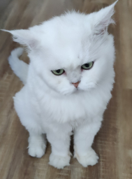 lavvvazel