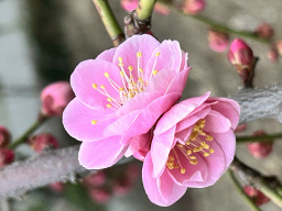 patera